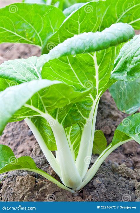 Pechay Plant Stock Photos, Images & Pictures .